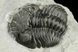 Eldredgeops Trilobite Fossil - Hamburg, New York #188826-2